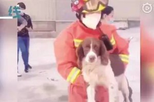 搜救犬贝贝因连续工作四肢感染，目前已穿上犬鞋曾参与泉州坍塌酒店救援，15分钟救出3人