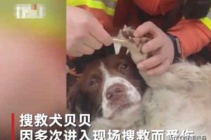 泉州酒店搜救犬贝贝四肢感染，15分钟就找到被困人员